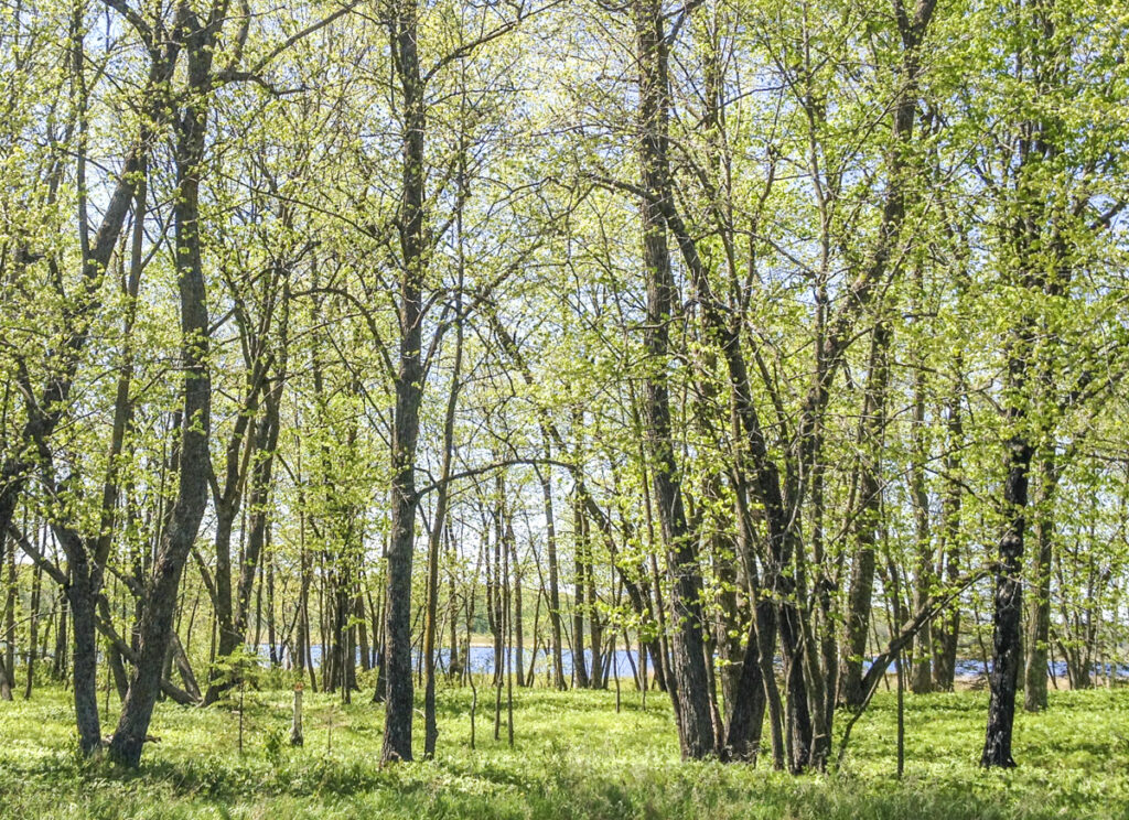 A photo of Ogechie Lake in Kathio State Park, Minnesota